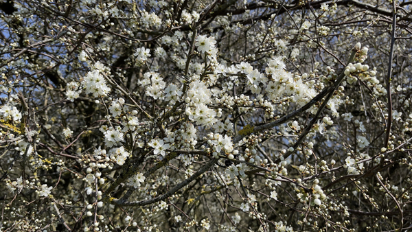 Blackthorn &copy; Aaron Parker